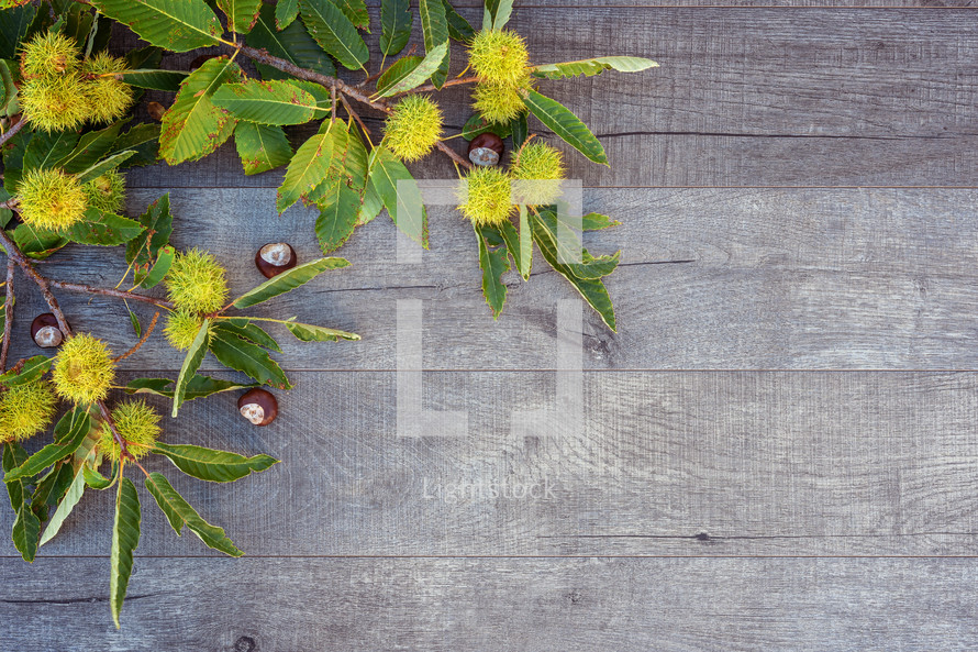 Holidays and season - autumn. Chestnuts and leaves on wooden background.