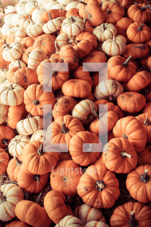 piles of mini pumpkins 