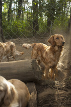 Dogs in fenced pen with logs and trees.