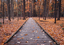 wooden path through a fall forest 