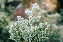 An evergreen sprig covered in ice.