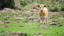 Curious calf looking at me walking by. 