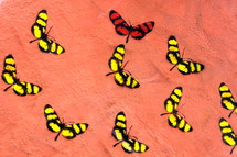 Graffiti wall art butterflies - Radically unusual