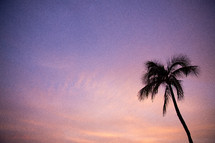 silhouette of a palm tree at sunset 