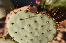 prickly pear cactus spines 