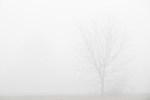 a bare tree barely visible in fog 