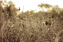 dried plants in a field 