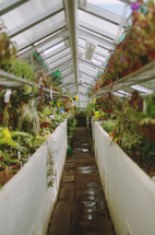 plants growing in a greenhouse 