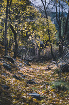 leaves on the ground in a forest outdoors 