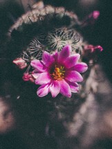 a fuchsia cactus flower 