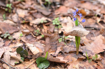 Blue Two-Leaf Squill Scilla Bifolia in spring time