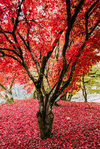 red autumn maple tree
