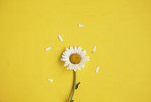 petals of a daisy on a yellow background.