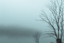 bare trees against a foggy background 