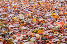 Autumn Leaves on the ground