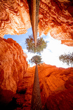 looking up to the top of trees in a red rock canyon 