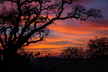 silhouette of a tree against a red sky at sunset 
