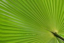 green palm frond 