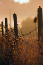 Guideposts with barbed wire in field at sunrise.