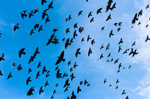 a flock of birds 