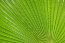 green palm frond 
