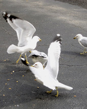 Seagulls scavenging scraps of food in a parking lot.