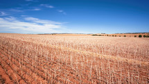 dry field in Australia 