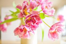 pink tulips, spring flowers 