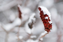 snow on red berries 