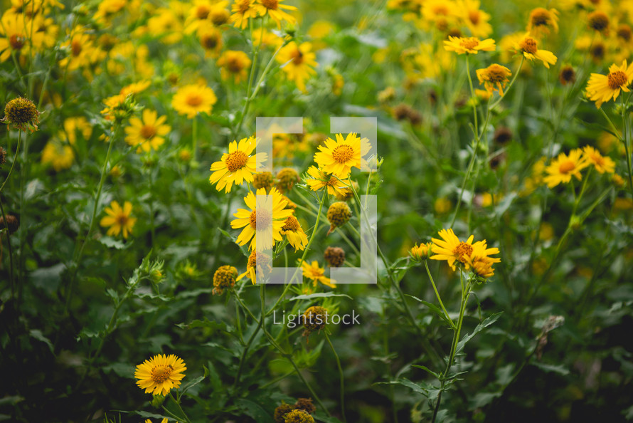 field of yellow flowers 