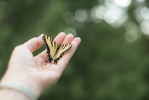 a butterfly in a hand 