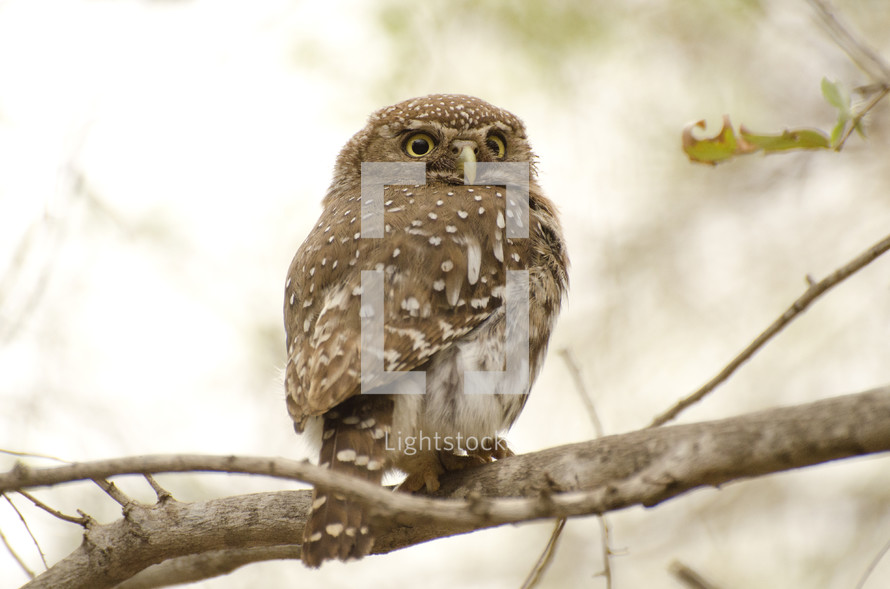 owl on a branch 