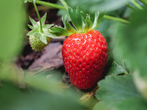 ripe strawberry 