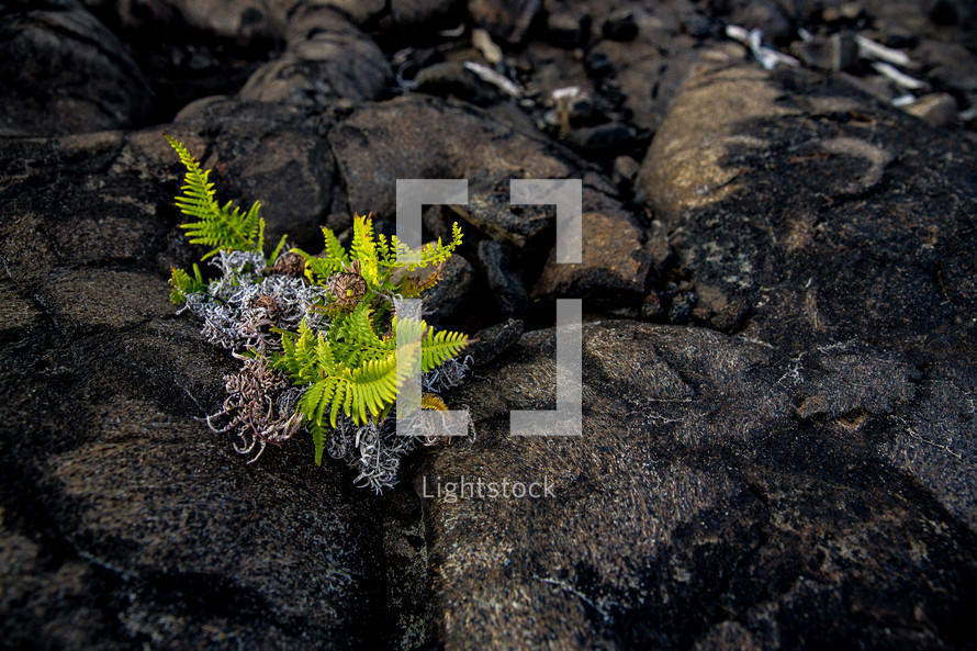 fern growing on volcanic soil 