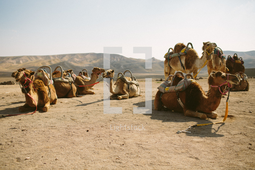 camels resting in the desert 