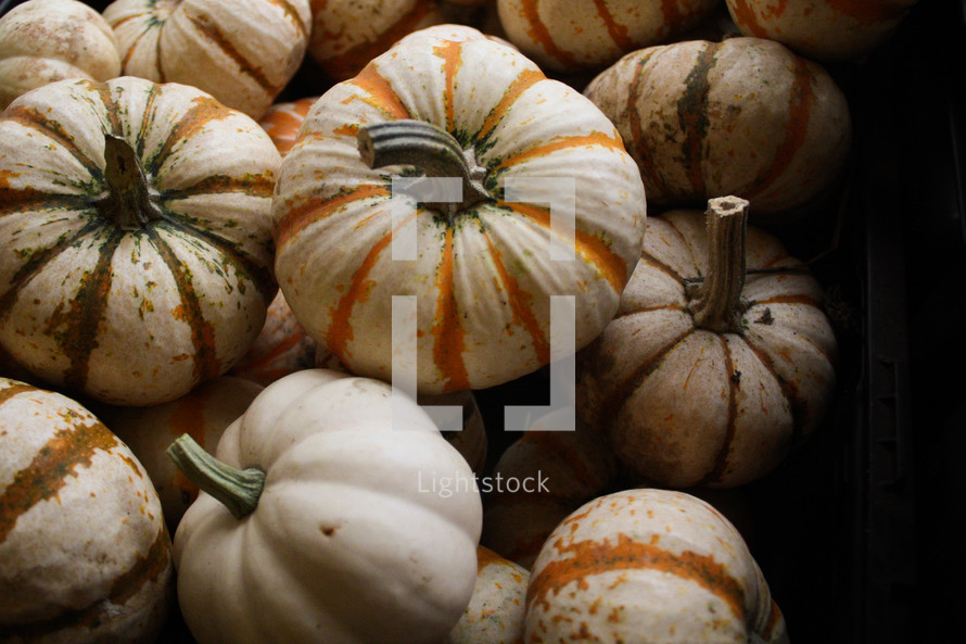 white striped pumpkins 