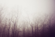 barren trees in a foggy forest