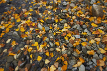 fall leaves on wet stones 