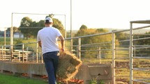 a farmer feeding livestock hay
