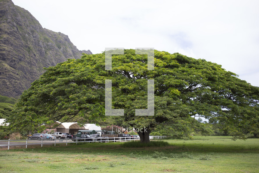 large green tree in Hawaii 