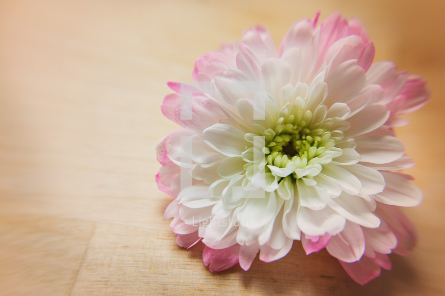 A pink and white flower on a table.
