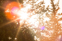 sunburst through the trees at the mt. of beautitudes