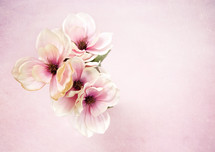magnolia flowers 