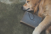 dog lying next to a silver cross on a Bible 