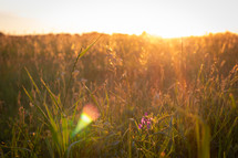 summer field at sunset 