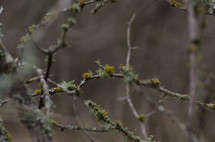 moss and lichen growing on branches