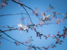 cherry blossoms against a blue sky