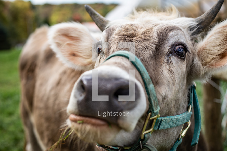 Close up of cow eating grass