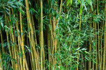 A wall of bamboo trees