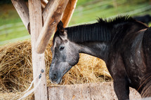 Black Horse in Front of a Bale of Straw